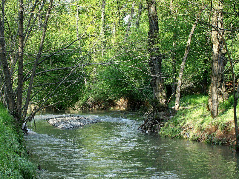Una distesa verde con il bosco dei pini silvestri sullo sfondo o uno scorcio del campo da golf