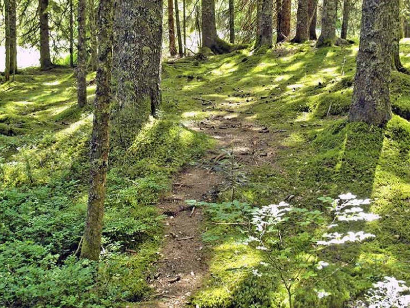 Uno scorcio dei sentieri sterrati e delle radure boscose del Parco della Brughiera Briantea che circondano la frazione di Brenna.