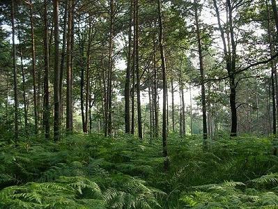 Il limitare del Parco Pineta con i sentieri ciclabili adiacenti al paese
